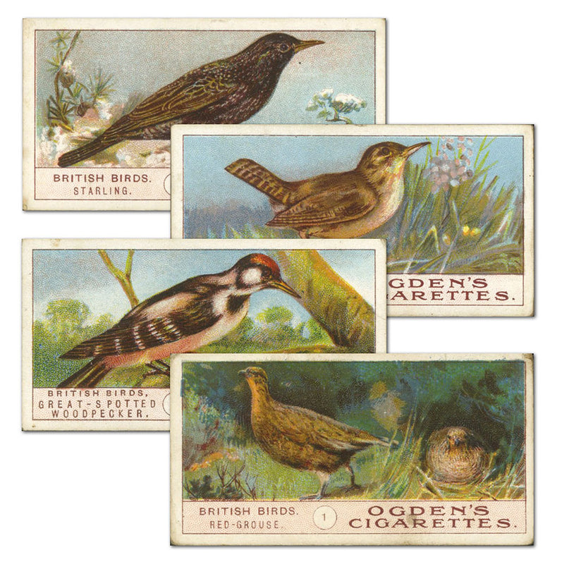 British Birds (50) Ogdens 1905