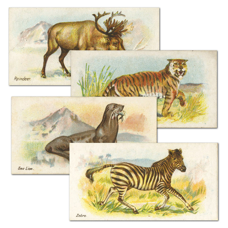 Wild Animals of the World - with Ltd. (50) Players 1901