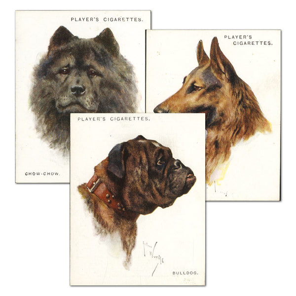 Dogs By Wardle (Heads) (L20) Player's 1926