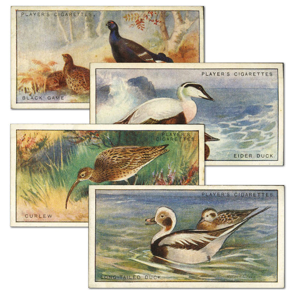 Game Birds & Wild Fowl (50) Player's 1927